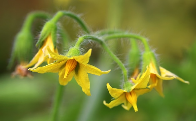 Nahaufnahme von einigen Tomatenblüten