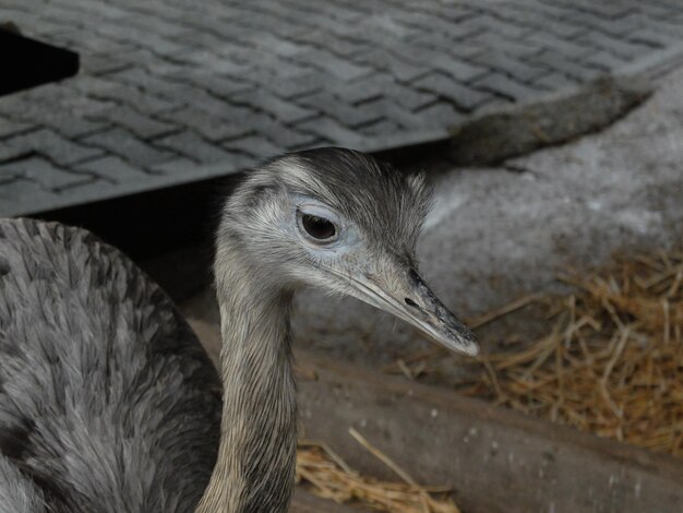 Foto nahaufnahme von emu auf dem feld