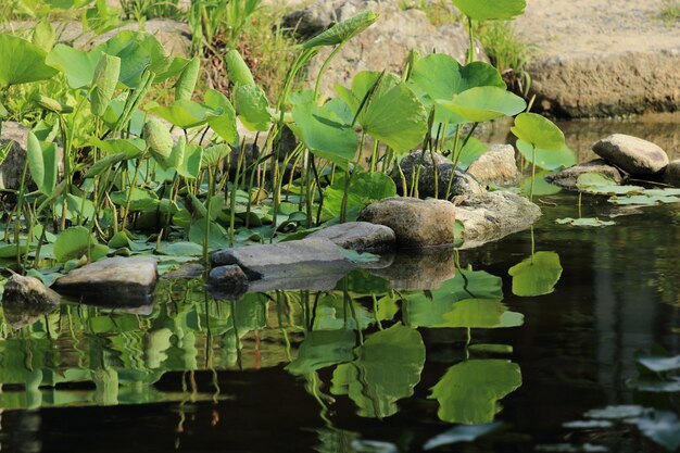 Foto nahaufnahme von enten auf pflanzen im see