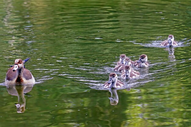 Foto nahaufnahme von enten, die auf dem see schwimmen