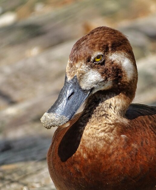 Foto nahaufnahme von enten