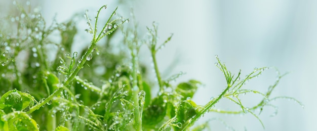 Nahaufnahme von Erbsen mikrogrünen Sprossen mit Wassertropfen auf weißem Hintergrund. Frische rohe Sprossen, Mikrogrün, gesundes Lebensmittelkonzept. Langes Banner