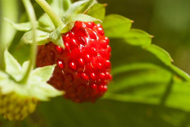 Nahaufnahme von Erdbeerbeeren in der Sonne