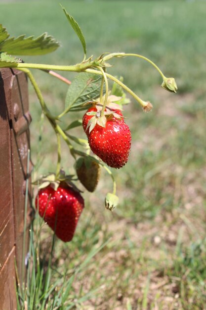 Foto nahaufnahme von erdbeeren auf der pflanze