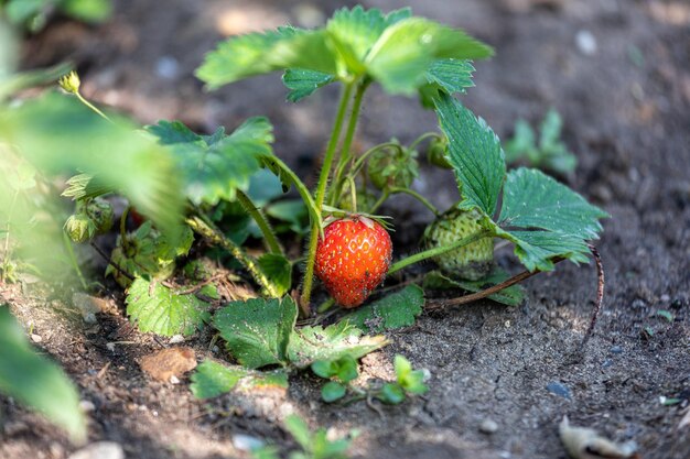 Foto nahaufnahme von erdbeeren auf der pflanze