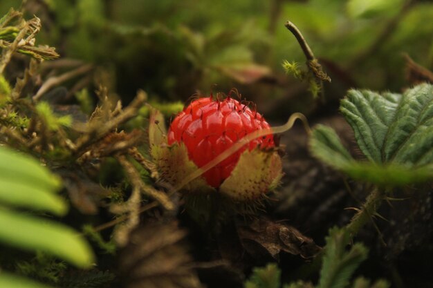 Nahaufnahme von Erdbeeren, die auf einer Pflanze auf dem Feld wachsen