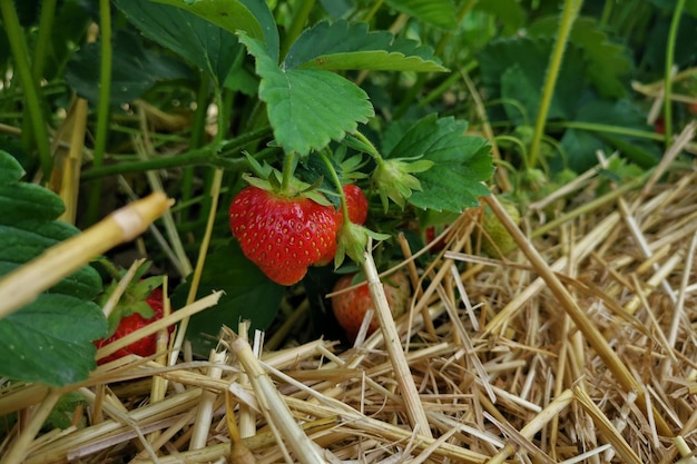 Foto nahaufnahme von erdbeeren, die auf einer pflanze wachsen