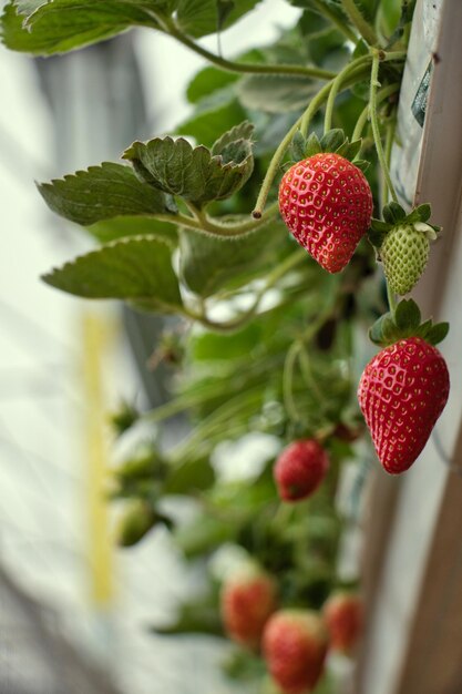 Foto nahaufnahme von erdbeeren, die auf einer pflanze wachsen