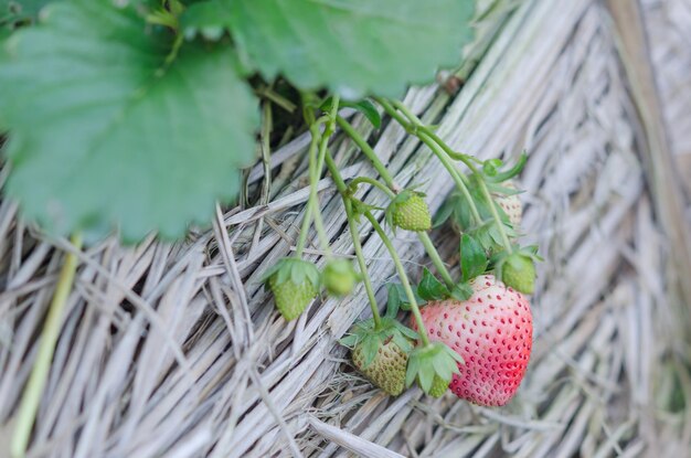 Foto nahaufnahme von erdbeeren, die auf einer pflanze wachsen