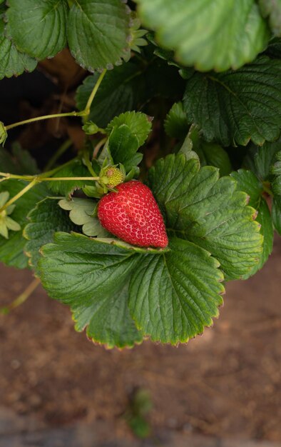 Foto nahaufnahme von erdbeeren
