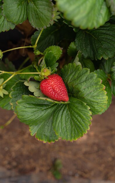 Nahaufnahme von Erdbeeren