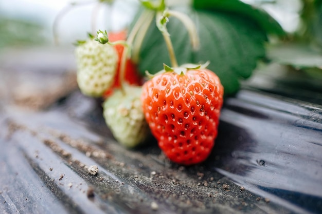 Foto nahaufnahme von erdbeeren