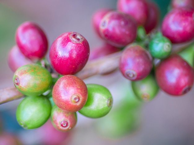 Foto nahaufnahme von erdbeeren.