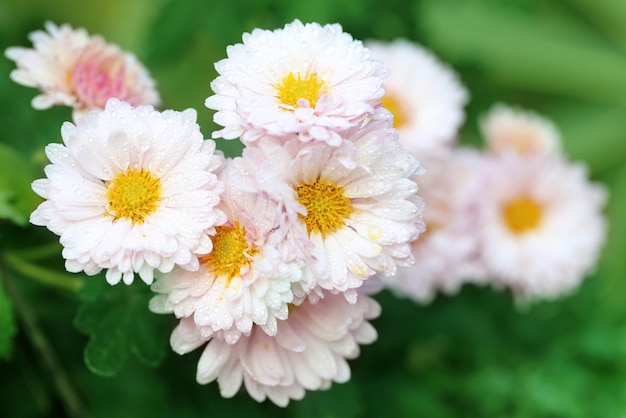 Nahaufnahme von etwas regengetränkten Chrysantheme