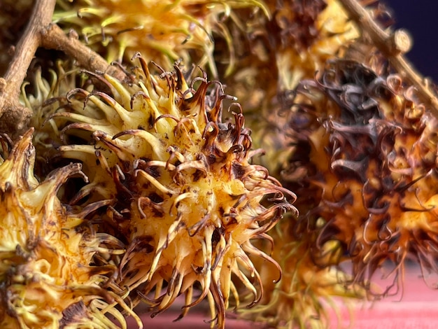 Nahaufnahme von exotischen Früchten Rambutan mit Spikes