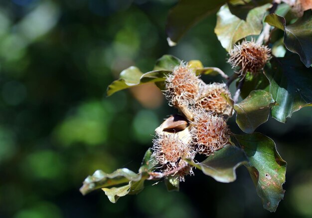 Nahaufnahme von Fagus Orientalis mit grünen Blättern