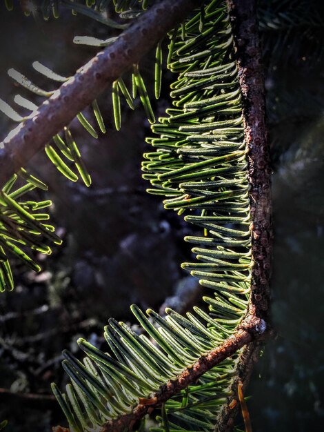 Foto nahaufnahme von farnblättern auf einem baum