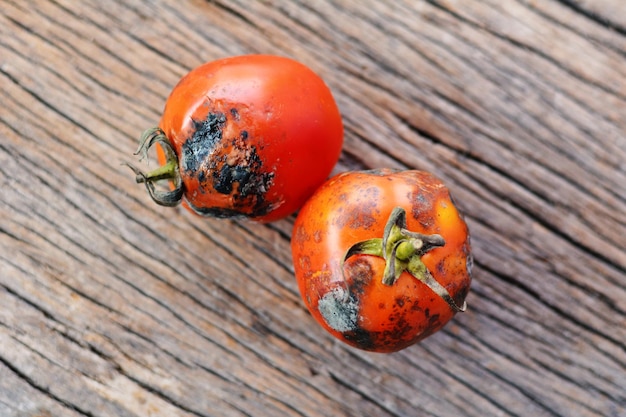 Nahaufnahme von faulen Tomaten auf einem Holztisch
