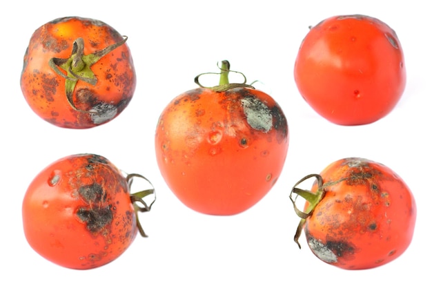 Nahaufnahme von faulen Tomaten auf weißem Hintergrund