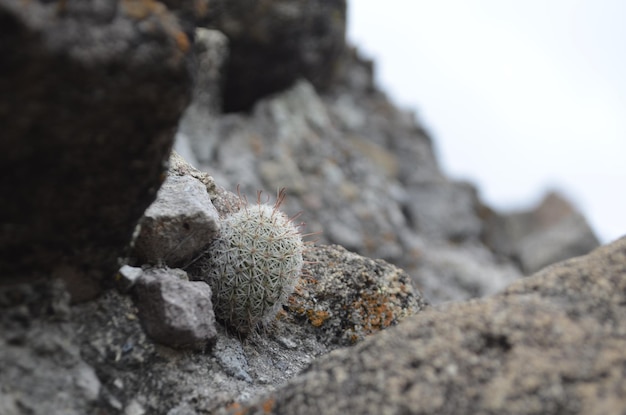 Foto nahaufnahme von felsen auf felsen