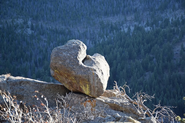 Foto nahaufnahme von felsen gegen bäume