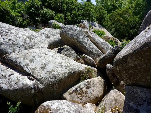 Foto nahaufnahme von felsen gegen bäume