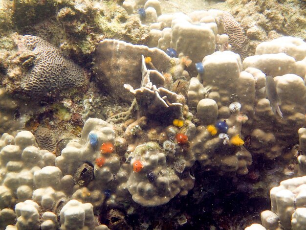 Foto nahaufnahme von felsen unter wasser