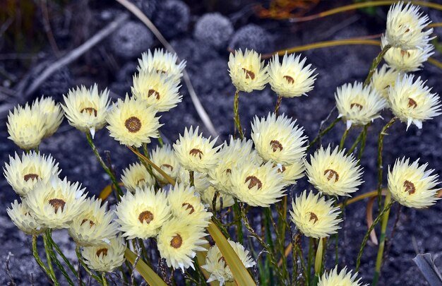 Foto nahaufnahme von felted everlasting blüten