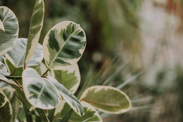 Nahaufnahme von Ficusblättern Platz für Text Hintergrund von Blättern