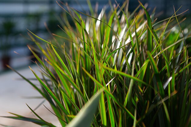 Nahaufnahme von Ficuses-Knospen in Töpfen im Gewächshaus Hintergrund aus grünen Blättern
