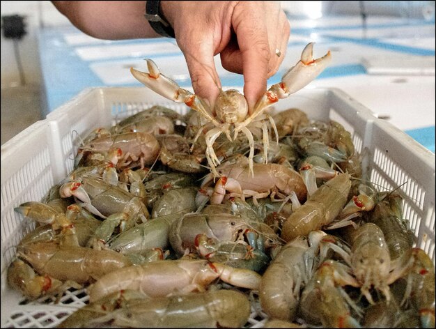 Foto nahaufnahme von fisch in der hand