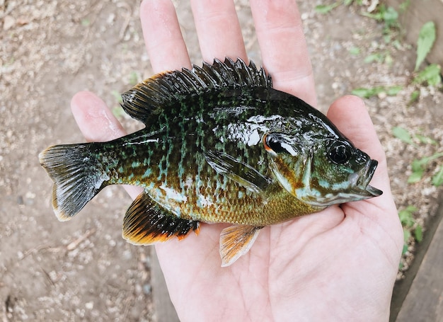 Foto nahaufnahme von fisch in der hand