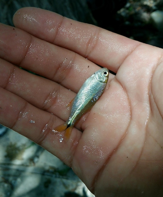 Nahaufnahme von Fisch in der Hand