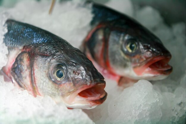 Foto nahaufnahme von fisch zum verkauf, verpackt in gefrorenem eis