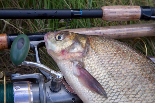 Foto nahaufnahme von fisch zum verkauf