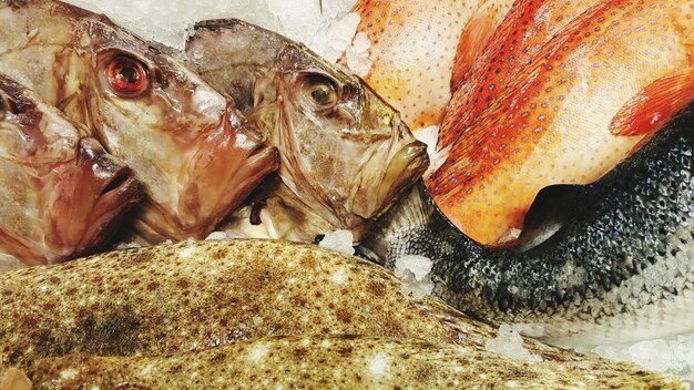 Foto nahaufnahme von fischen auf dem markt