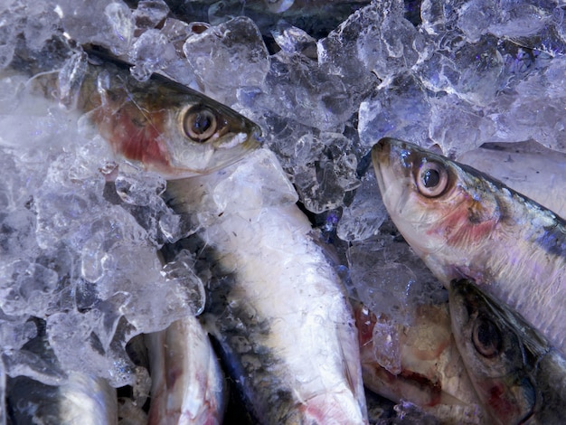 Nahaufnahme von Fischen auf Eis