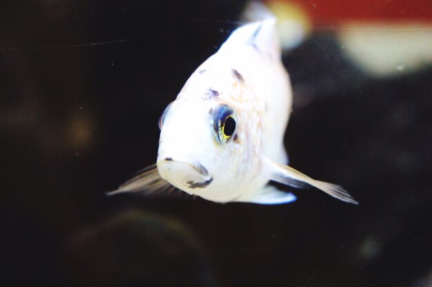 Foto nahaufnahme von fischen, die im aquarium schwimmen