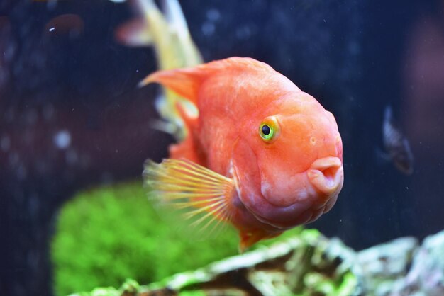 Nahaufnahme von Fischen, die im Aquarium schwimmen