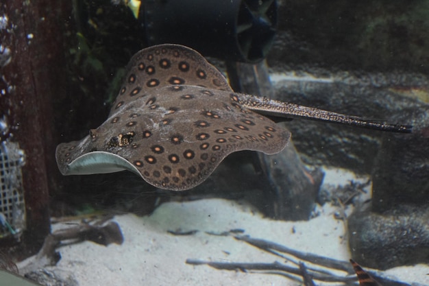 Foto nahaufnahme von fischen, die im aquarium schwimmen