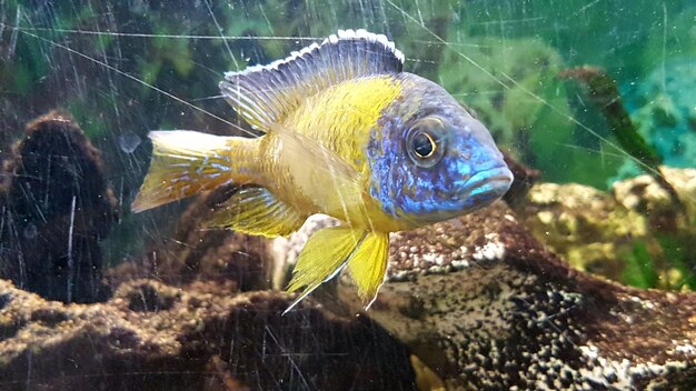 Foto nahaufnahme von fischen, die im aquarium schwimmen