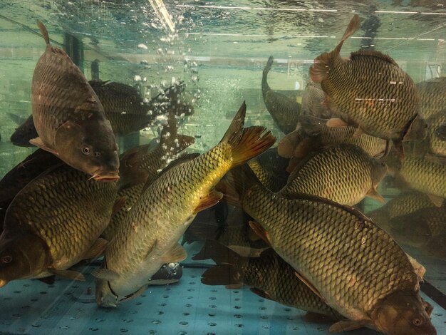 Foto nahaufnahme von fischen, die im aquarium schwimmen