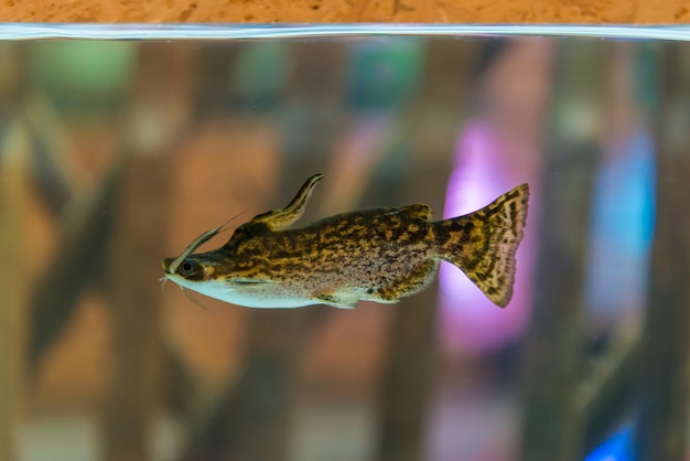 Foto nahaufnahme von fischen, die im aquarium schwimmen