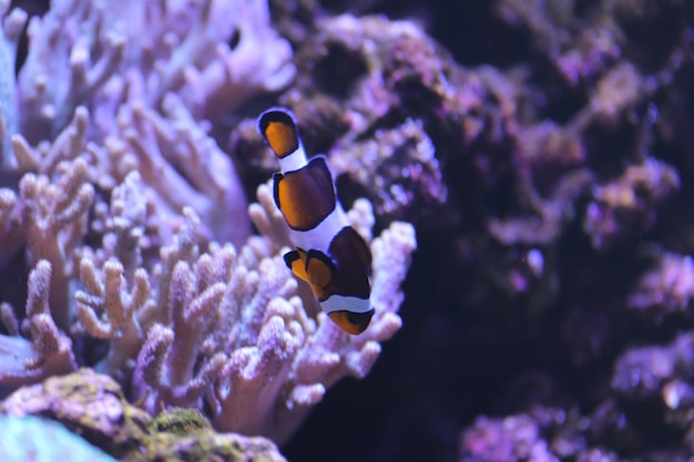 Foto nahaufnahme von fischen, die im meer schwimmen