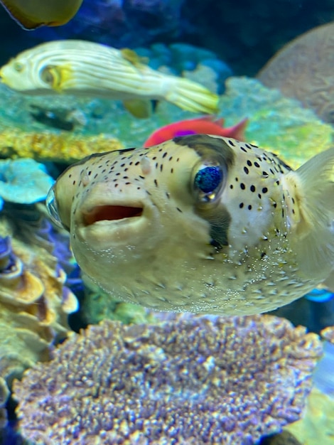 Foto nahaufnahme von fischen, die im meer schwimmen