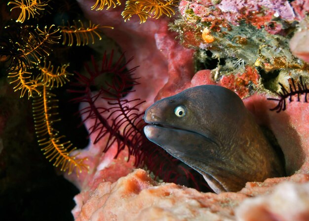 Nahaufnahme von Fischen, die im Meer schwimmen