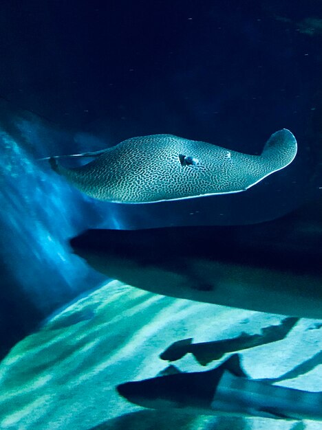 Nahaufnahme von Fischen, die im Meer schwimmen