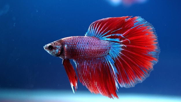 Foto nahaufnahme von fischen, die im meer schwimmen