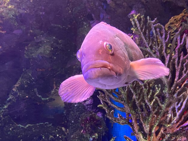 Foto nahaufnahme von fischen, die im meer schwimmen