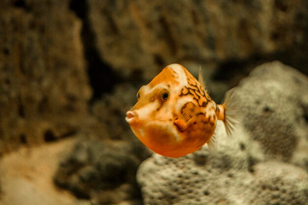 Foto nahaufnahme von fischen, die im meer schwimmen